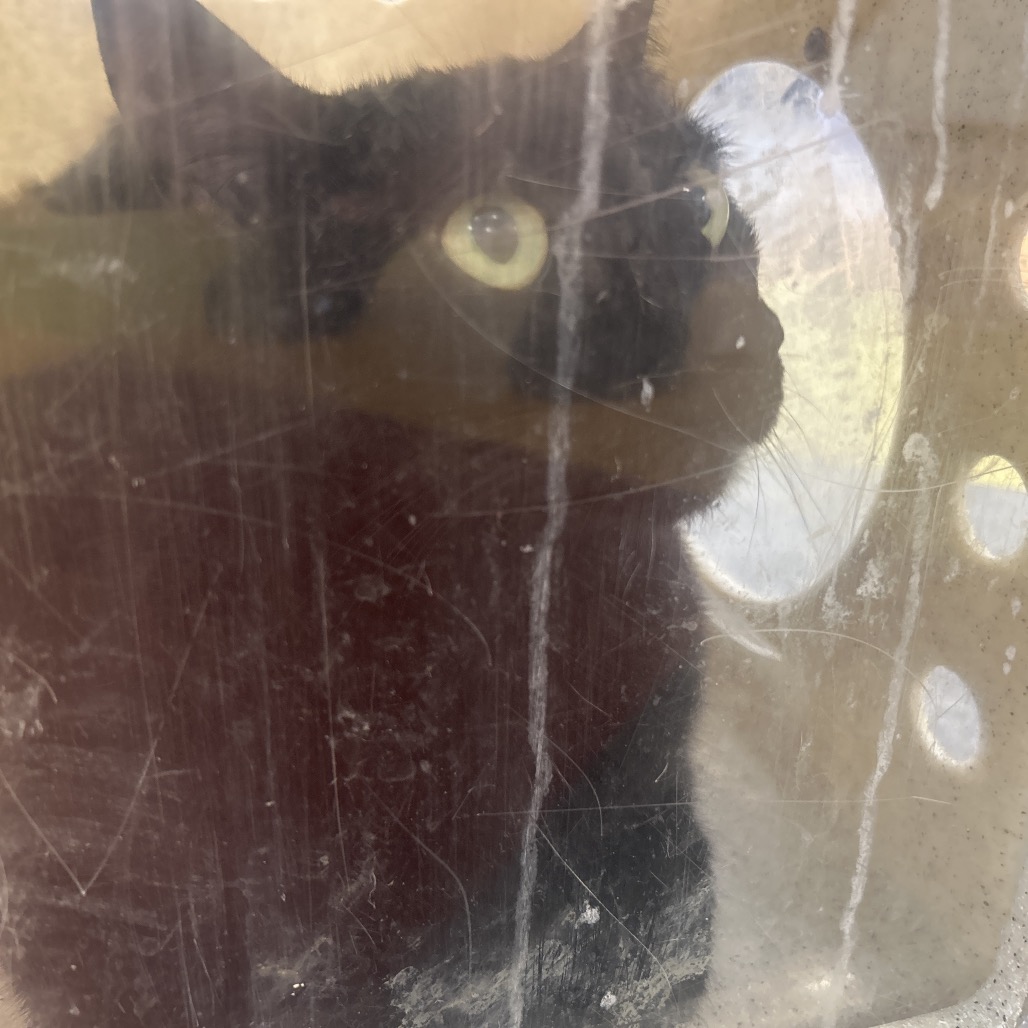 Shelter Stray Male Cat last seen , Animal Care & Control Team of Philly, 111 W Hunting Park Ave, Philadelphia, PA 19140, USA