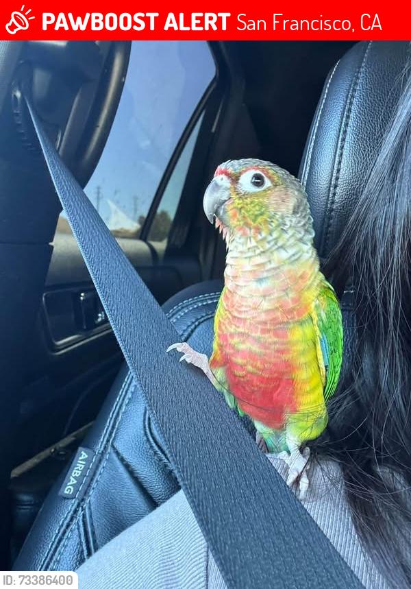 Lost Unknown Bird last seen Underwood st 3rd street, San Francisco, CA 94124