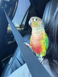 Lost Unknown Bird last seen Underwood st 3rd street, San Francisco, CA 94124