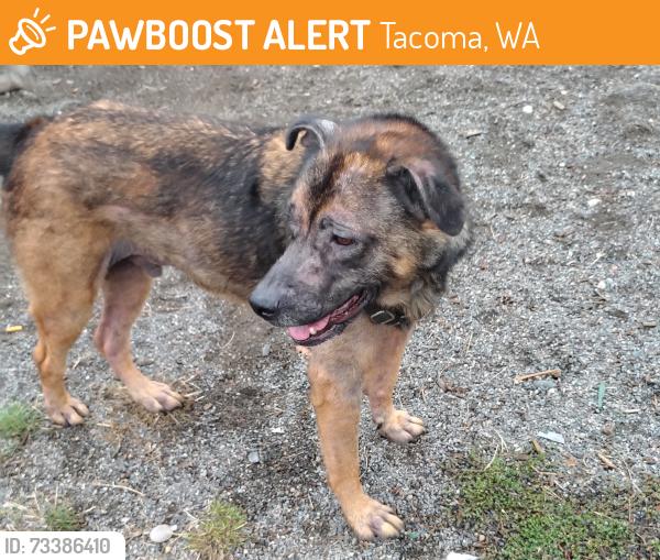 Found/Stray Male Dog last seen E M st, Tacoma, WA 98404