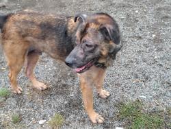 Found/Stray Male Dog last seen E M st, Tacoma, WA 98404