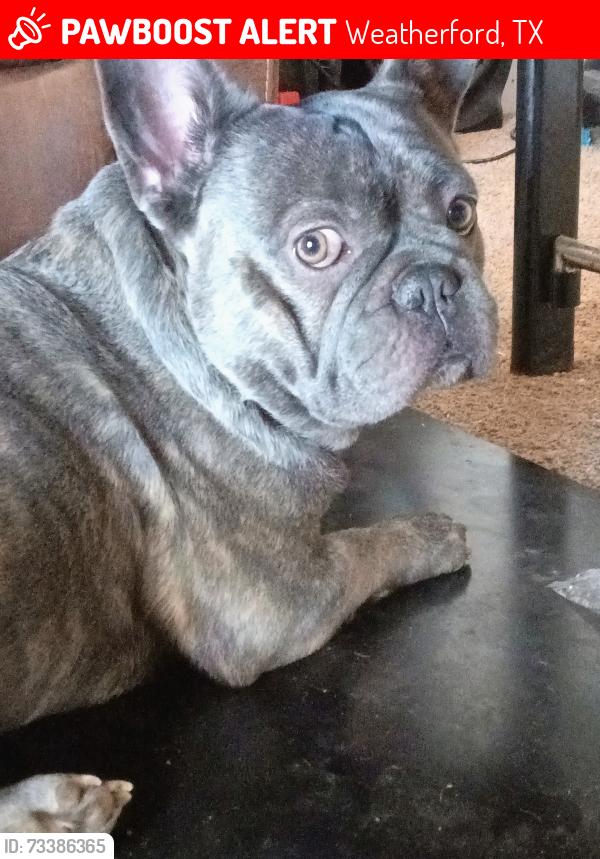 Lost Male Dog last seen 15-20 minutes outside of Weatherford, Weatherford, TX 76086