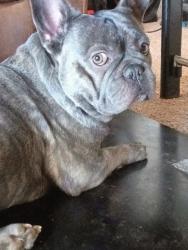 Lost Male Dog last seen 15-20 minutes outside of Weatherford, Weatherford, TX 76086