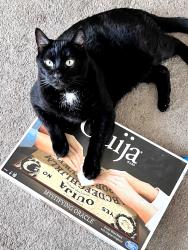 Reunited Male Cat last seen Gaston Ave between Elizabeth & Charles, Garfield, NJ 07026