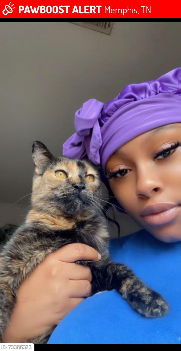 Lost Female Cat last seen Lamar and Dunn, Memphis, TN 38114