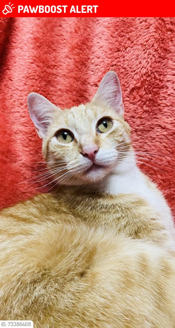 Lost Female Cat last seen Monmouth Rd., Monroe Township, NJ 08831
