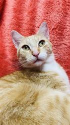 Lost Female Cat last seen Monmouth Rd., Monroe Township, NJ 08831