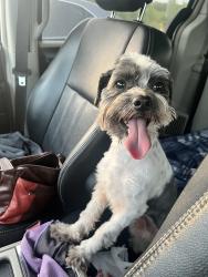 Reunited Male Dog last seen Holly Rd & Silver Sands St, Corpus Christi, TX 78413