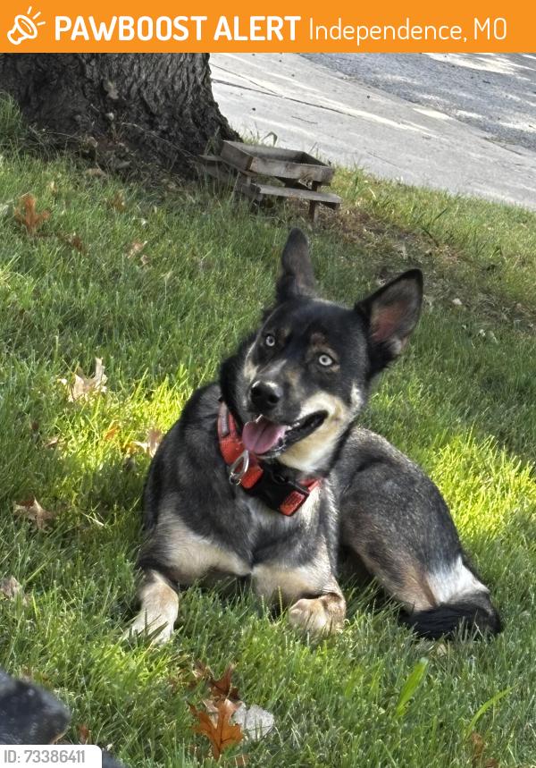 Found/Stray Female Dog last seen 37th Terrace S and Emery, Independence, MO 64055