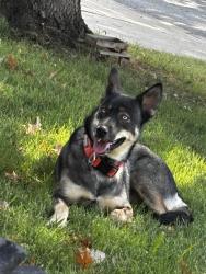 Found/Stray Female Dog last seen 37th Terrace S and Emery, Independence, MO 64055