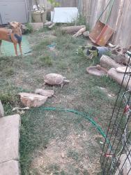 Lost Unknown Reptile last seen Near burgasia path, El Cajon, CA 92019