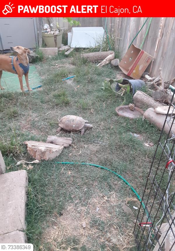 Lost Unknown Reptile last seen Near burgasia path, El Cajon, CA 92019