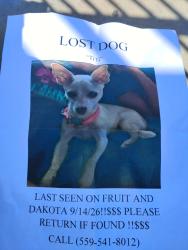 Lost Female Dog last seen Quigley Park, Fresno, CA 93705