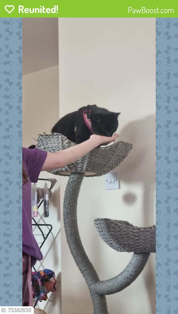 Reunited Female Cat last seen Beechdale road, Nottingham, England NG8 5RX