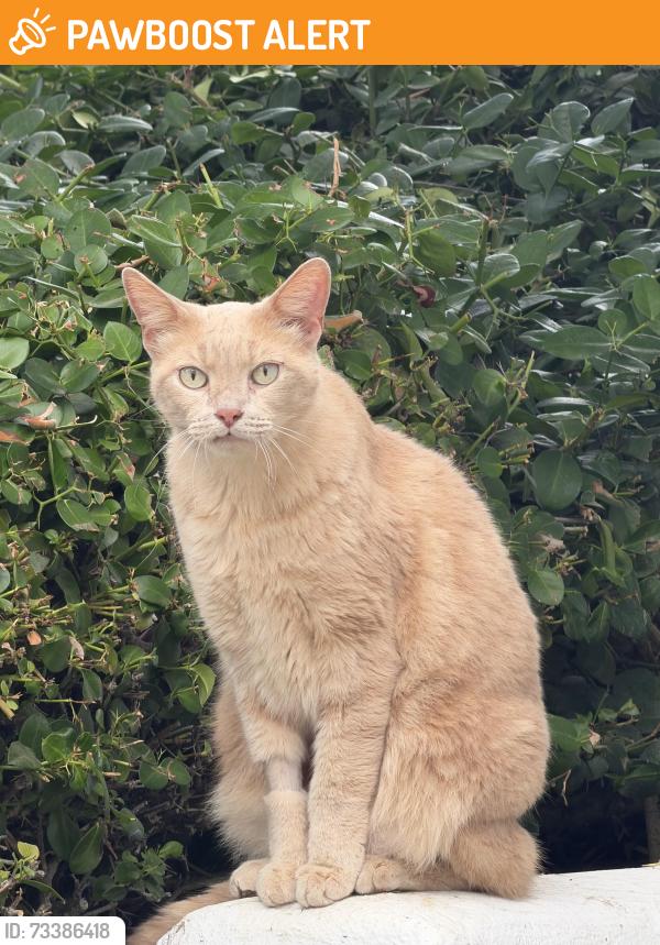 Found/Stray Unknown Cat last seen Coho dr, Huntington Beach, CA 92648