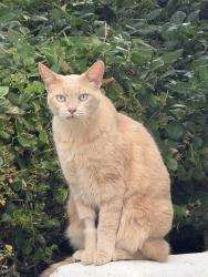 Found/Stray Unknown Cat last seen Coho dr, Huntington Beach, CA 92648