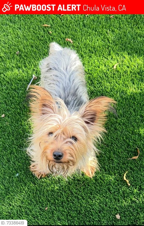 Lost Male Dog last seen chestnut Court, Chula Vista, CA 91910
