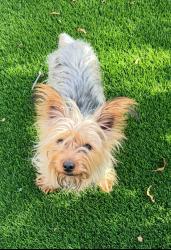 Lost Male Dog last seen chestnut Court, Chula Vista, CA 91910