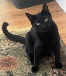 Lost Female Cat last seen SW Vista Ave, Portland, OR 97201