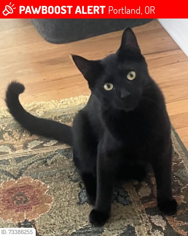 Lost Female Cat last seen SW Vista Ave, Portland, OR 97201