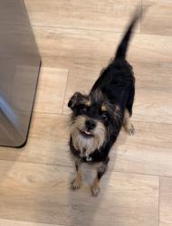 Reunited Female Dog last seen Grass valley, Chula Vista, CA 91913