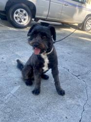 Reunited Male Dog last seen Silvera St, Smithwood, Milpitas, CA 95035