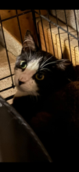 Lost Male Cat last seen Beuchal Bypass, Louisville, KY 40218