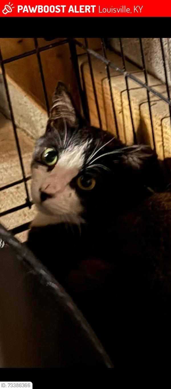 Lost Male Cat last seen Beuchal Bypass, Louisville, KY 40218