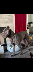 Lost Male Dog last seen Neighborhood by prospect, Oklahoma City, OK 73111