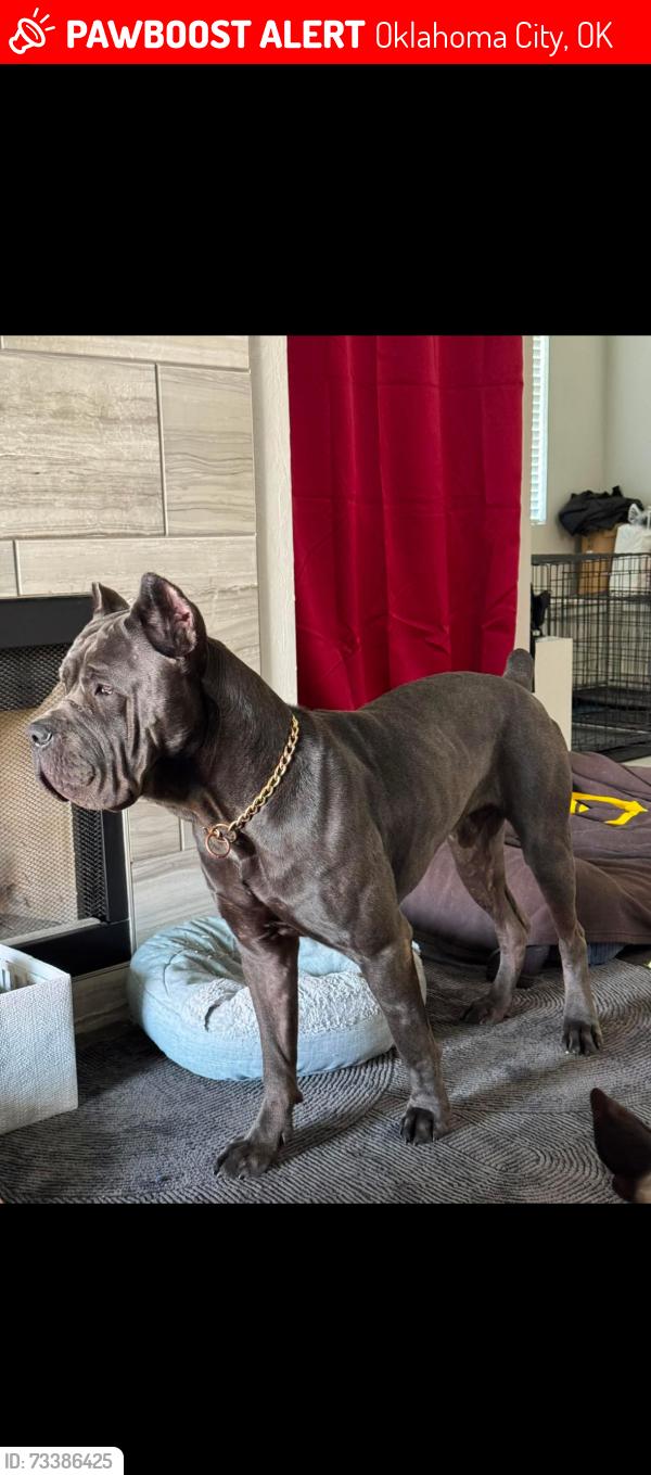 Lost Male Dog last seen Neighborhood by prospect, Oklahoma City, OK 73111