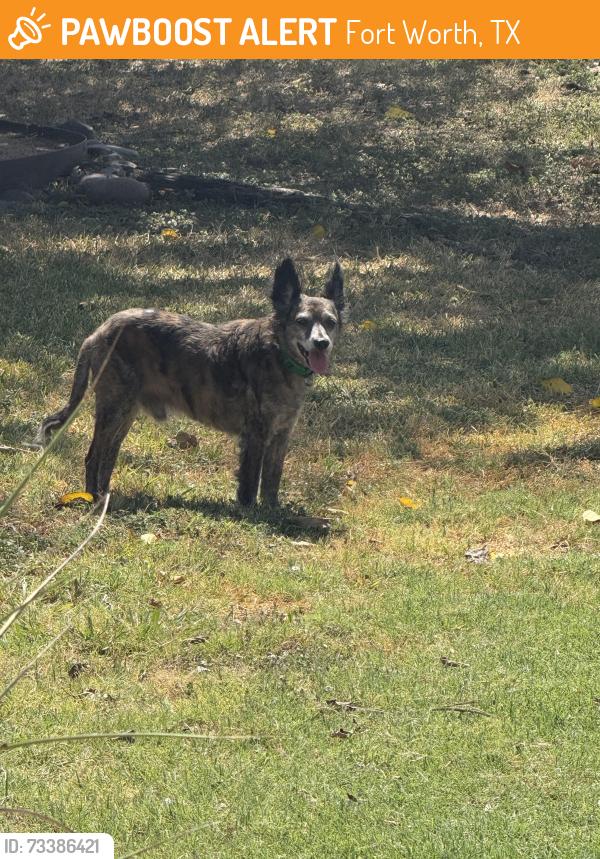 Found/Stray Male Dog last seen Bryant Irvin, Fort Worth, TX 76107