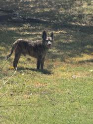 Found/Stray Male Dog last seen Bryant Irvin, Fort Worth, TX 76107