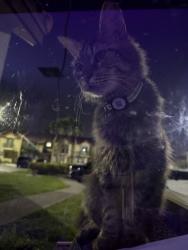 Lost Male Cat last seen In his cat hse, Miami, FL 33183