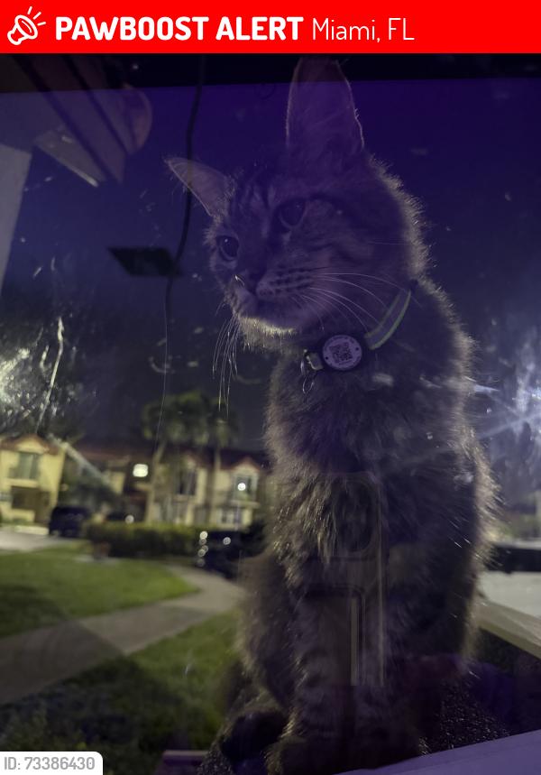 Lost Male Cat last seen In his cat hse, Miami, FL 33183