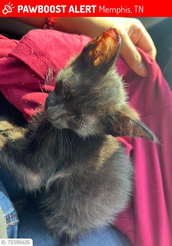 Lost Male Cat last seen Near Rockcreek pl, Memphis, TN 38016