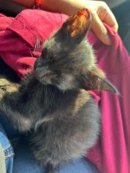 Lost Male Cat last seen Near Rockcreek pl, Memphis, TN 38016