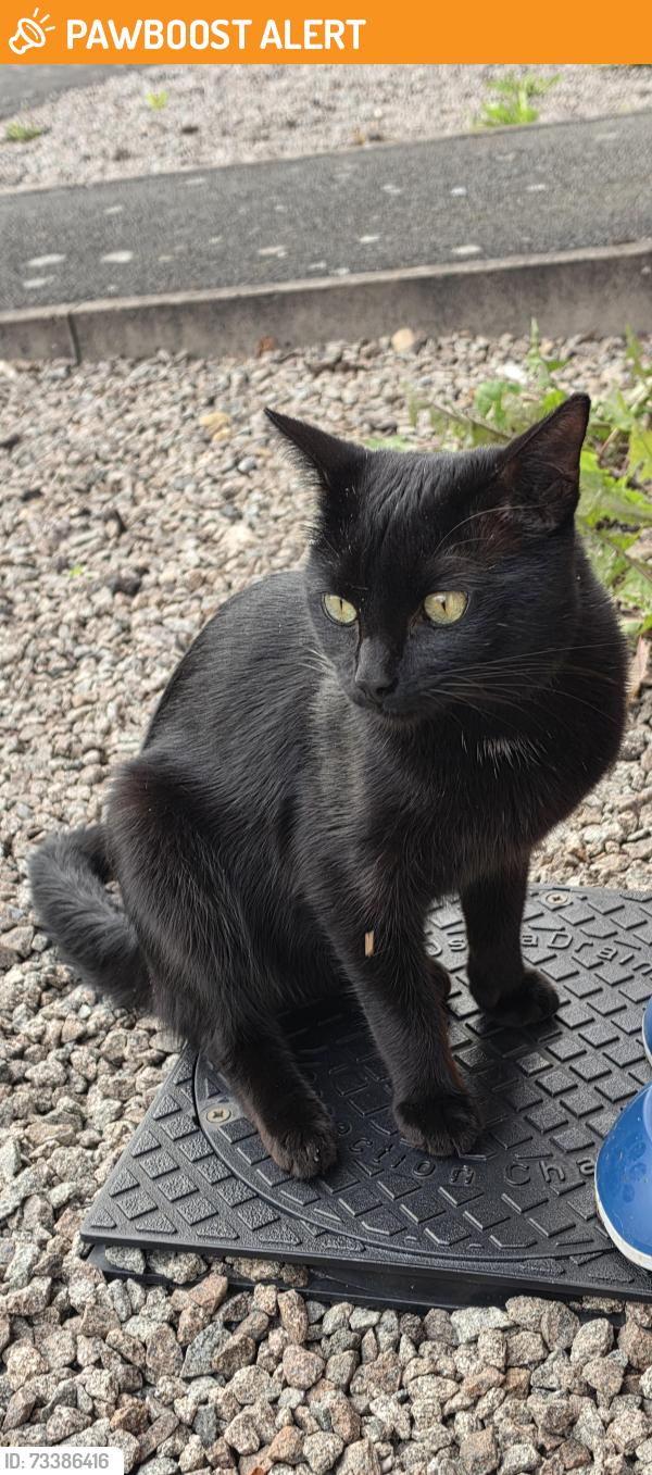 Found/Stray Male Cat last seen Oaston Road, Etone school Nuneaton, Warwickshire, England 