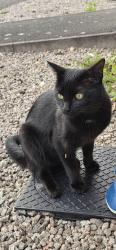 Found/Stray Male Cat last seen Oaston Road, Etone school Nuneaton, Warwickshire, England 