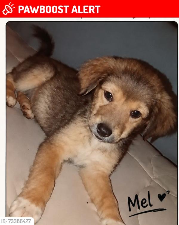 Lost Female Dog last seen Rua Marcílio perioto rua Marcílio parque ouro Verde, Parque Ouro Verde, PR 87160-000