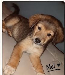Lost Female Dog last seen Rua Marcílio perioto rua Marcílio parque ouro Verde, Parque Ouro Verde, PR 87160-000