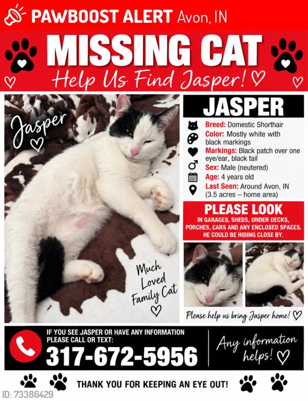 Lost Male Cat last seen Near s and Ronald Raegan, Avon, IN 46123