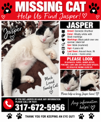 Lost Male Cat last seen Near s and Ronald Raegan, Avon, IN 46123