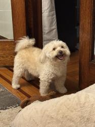 Lost Male Dog last seen Near 63th street , Middle Village,11379, Queens, NY 11379