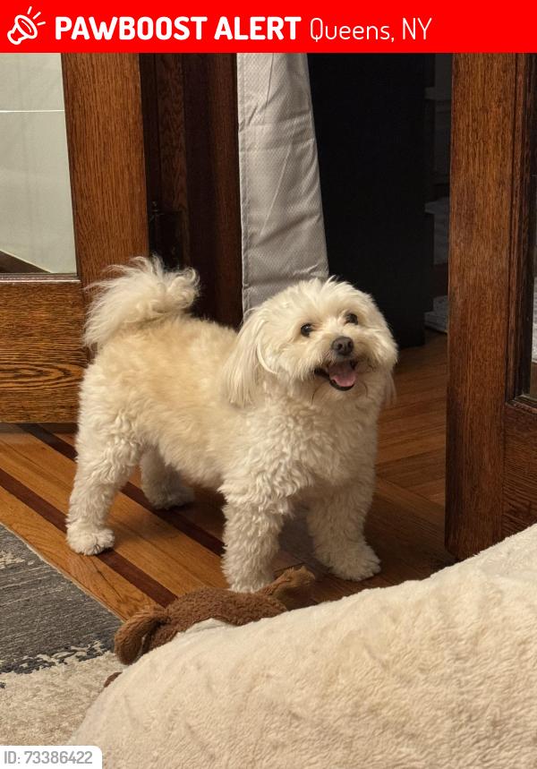Lost Male Dog last seen Near 63th street , Middle Village,11379, Queens, NY 11379