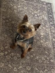 Lost Male Dog last seen Between southwest 71st western and penn, Oklahoma City, OK 73139