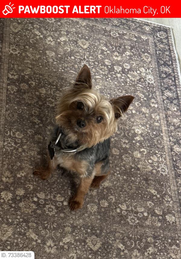 Lost Male Dog last seen Between southwest 71st western and penn, Oklahoma City, OK 73139