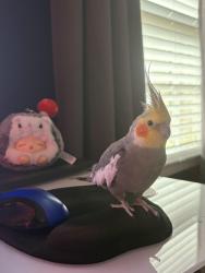 Lost Male Bird last seen McLendon and Stone Mountain Frwy, Decatur, GA 30033