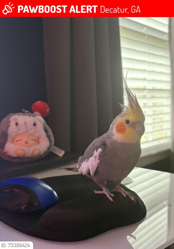 Lost Male Bird last seen McLendon and Stone Mountain Frwy, Decatur, GA 30033