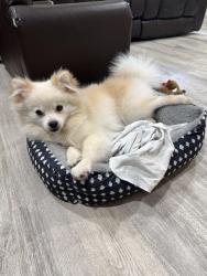 Lost Male Dog last seen Yale and Malibar, Hemet, CA 92544