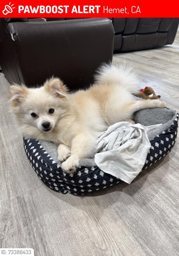 Lost Male Dog last seen Yale and Malibar, Hemet, CA 92544